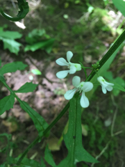 Iodanthus pinnatifidus