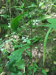 Iodanthus pinnatifidus