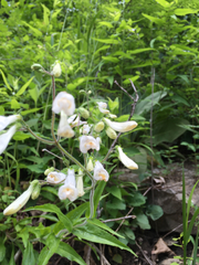 Penstemon tenuiflorus