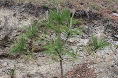 Pinus pseudostrobus
