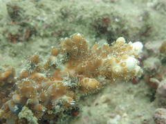 Acropora pruinosa
