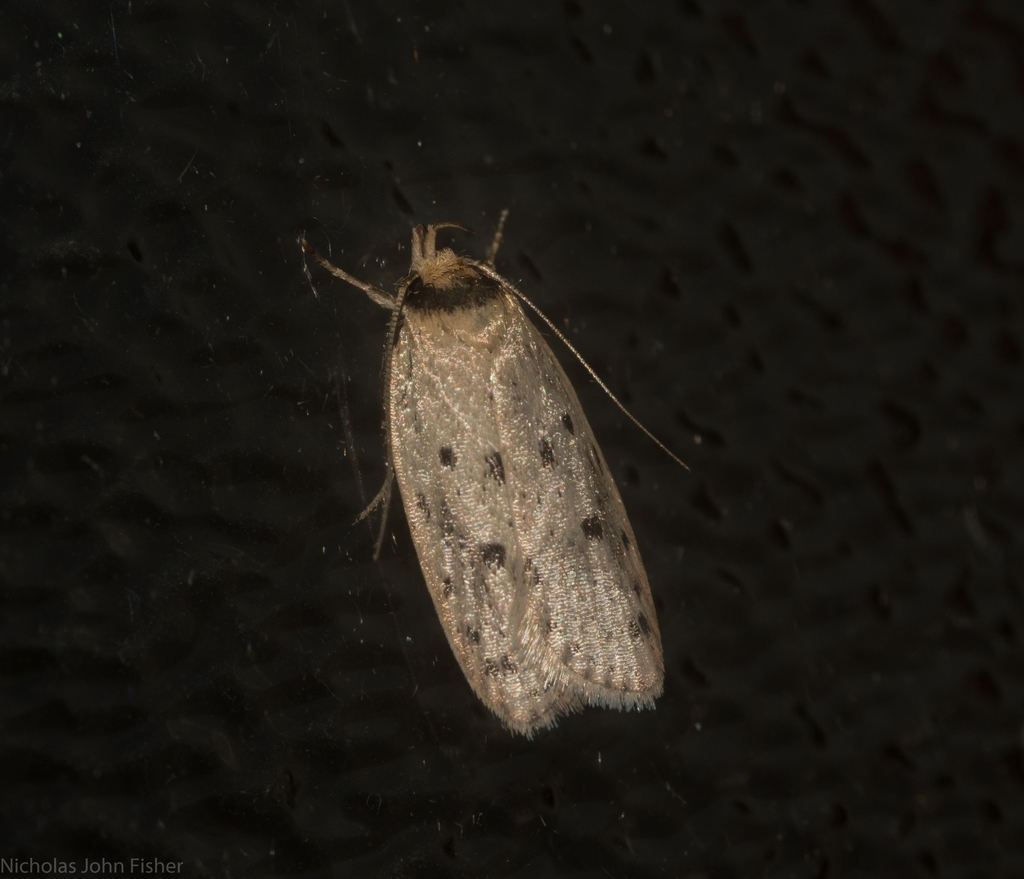 Eulechria drosocapna