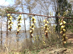 Stachyurus praecox