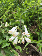 Penstemon tenuiflorus