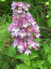 Penstemon calycosus