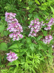 Penstemon calycosus