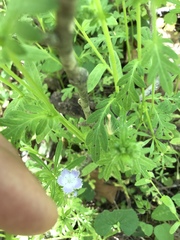 Phacelia purshii