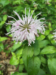 Monarda bradburiana
