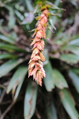 Tillandsia pastensis