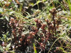 Sedum radiatum