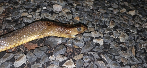 Northern Brown Snake sighting