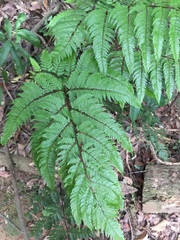 Ctenitis subglandulosa