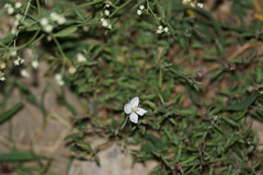 Oenothera tetraptera