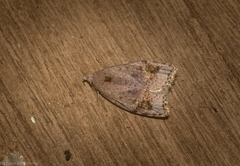 Zonopetala paroospila