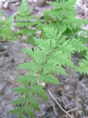 Cystopteris protrusa