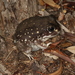 Western Spotted Frog - Photo (c) Donald Hobern, some rights reserved (CC BY)
