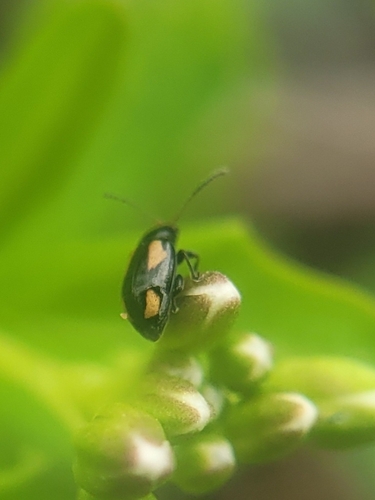 Phyllotreta tetrastigma