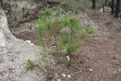 Pinus pseudostrobus