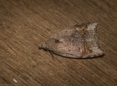Zonopetala paroospila