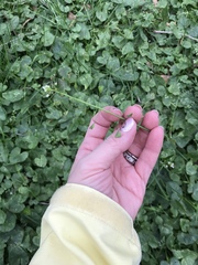 Capsella bursa-pastoris