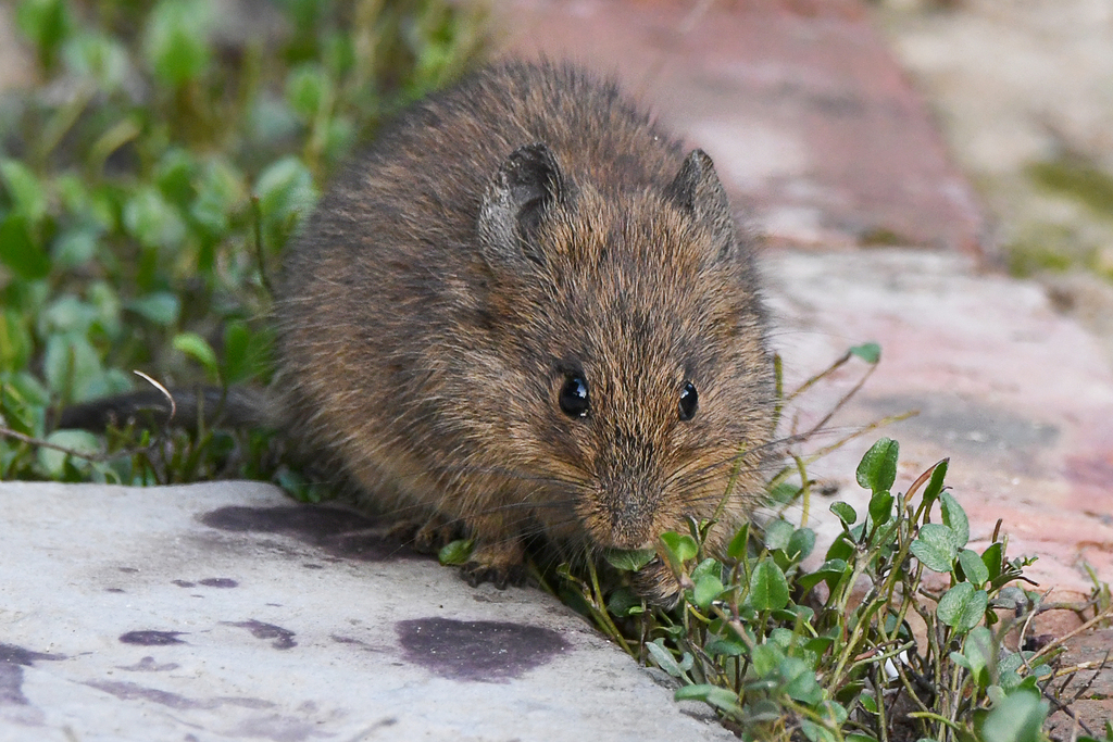 Bush Karroo Rat