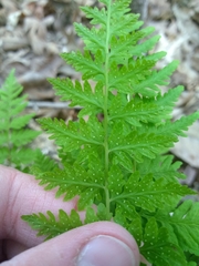 Cystopteris protrusa