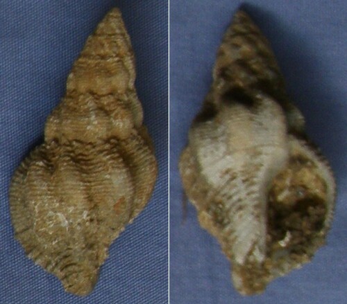 Coralliophila costularis observed 2013-09-14
