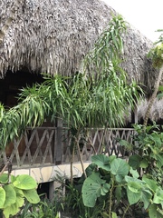 Dracaena americana