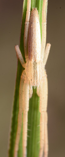 Ilgapilvis laibavoris nuotrauka