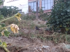 Turdus chiguanco