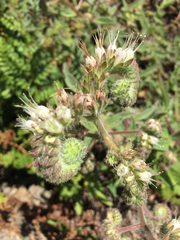Phacelia imbricata