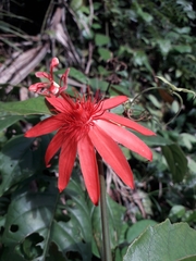 Passiflora quadriglandulosa
