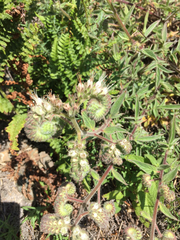Phacelia imbricata
