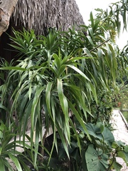 Dracaena americana