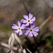 Primula mistassinica - Photo (c) forestlab, algunos derechos reservados (CC BY-NC), uploaded by forestlab