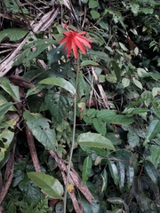 Passiflora quadriglandulosa