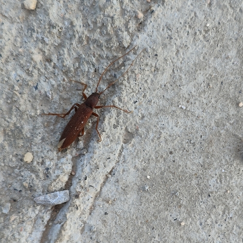 Pleonomus canaliculatus