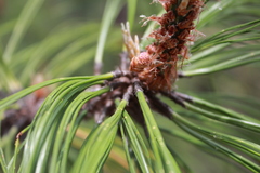 Pinus pseudostrobus