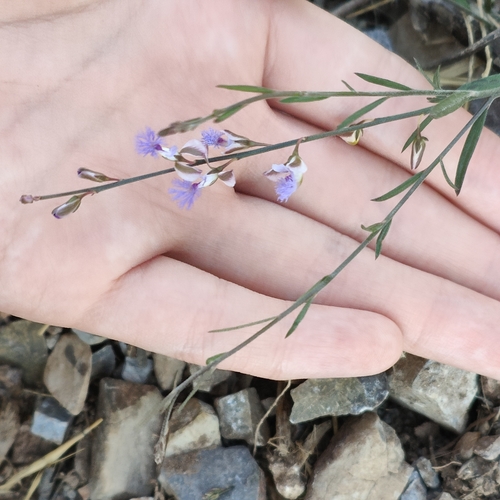 Polygala tenuifolia