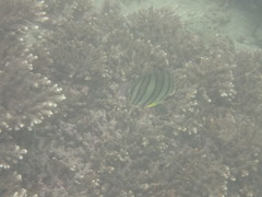 Chaetodon octofasciatus
