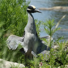 Nyctanassa violacea