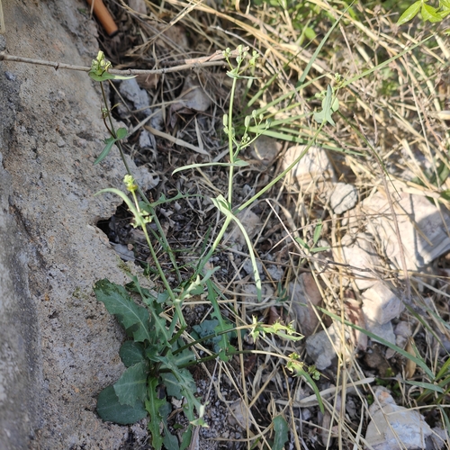 sonchus-leaf crepidiastrum
