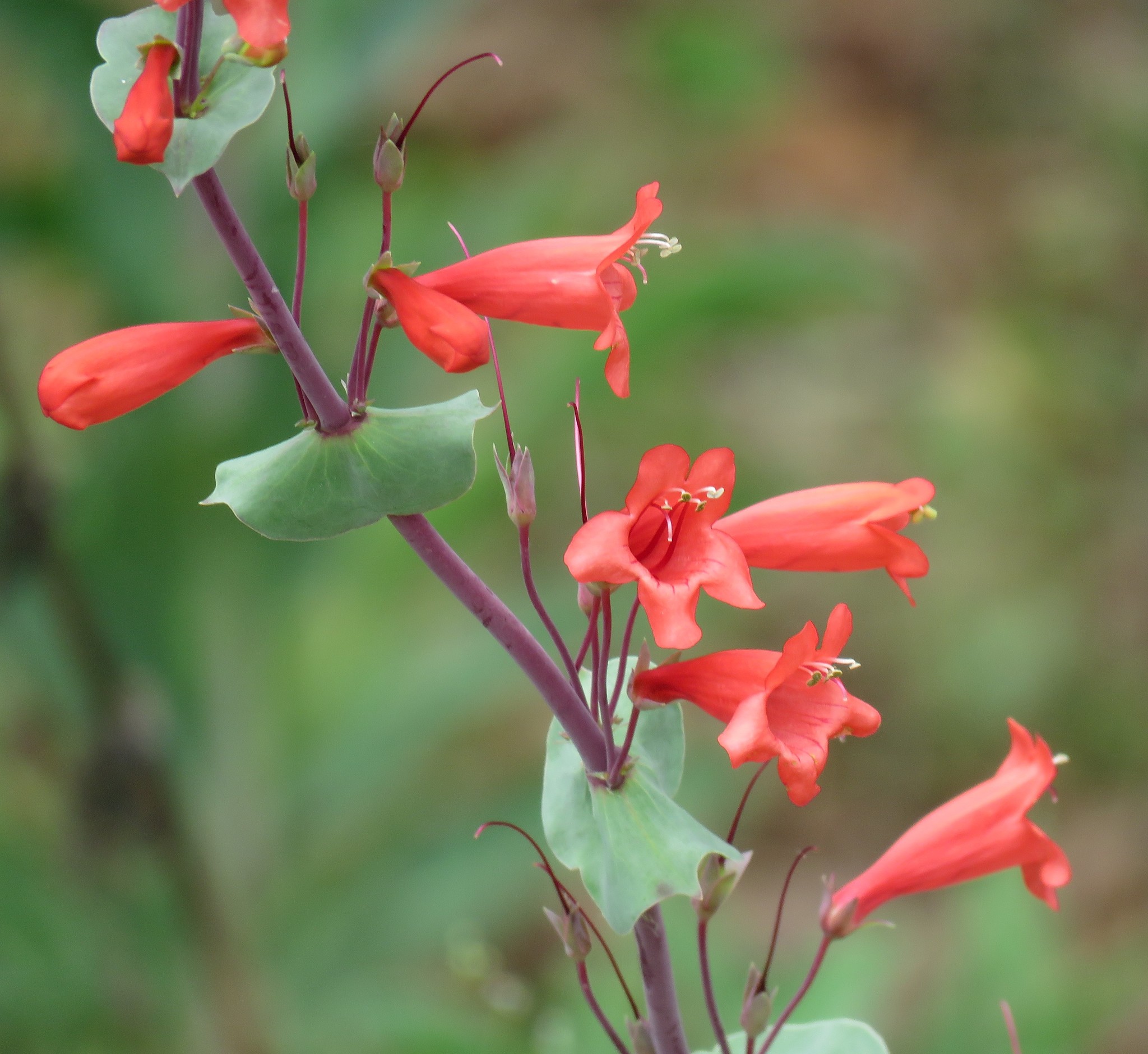 Penstemon murrayanus