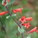 Scarlet Beardtongue - Photo (c) plectrudis, some rights reserved (CC BY-NC), uploaded by plectrudis