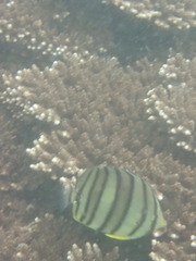 Chaetodon octofasciatus