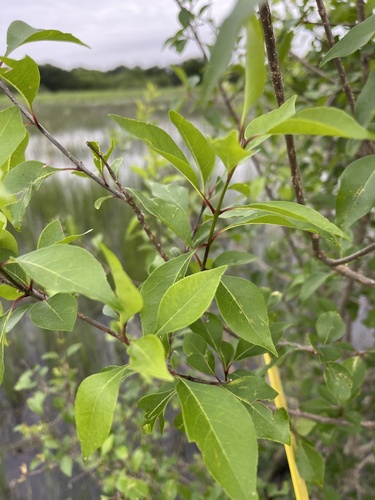 Eastern swampprivet (Forestiera acuminata)