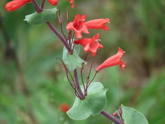 Penstemon murrayanus