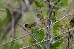 Vireo atricapilla