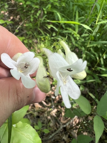 Lowland Beardtongue (Penstemon alluviorum)