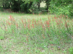 Penstemon murrayanus